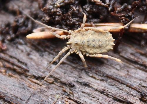Homalenotus quadridentatus